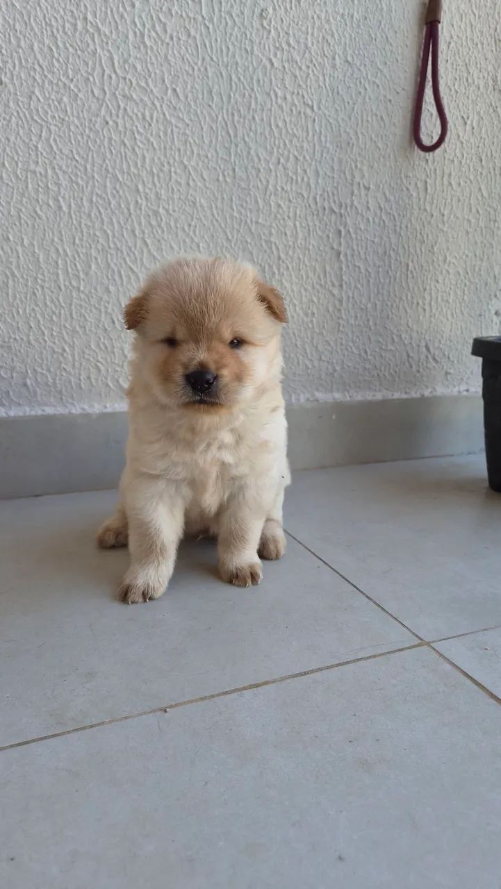 Animais de estimação  - Foto 5