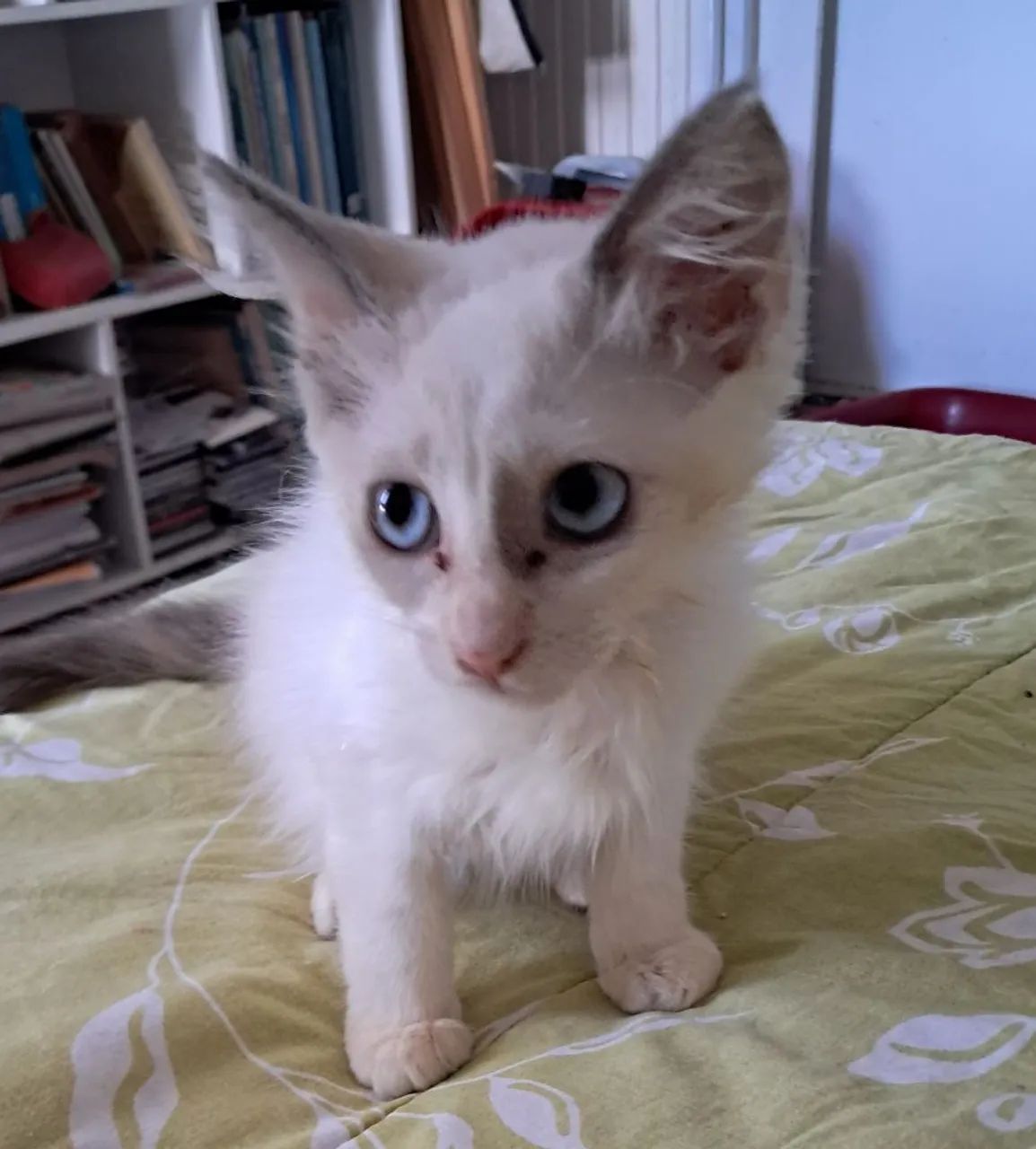 Gatinha para adoção  - Foto 4