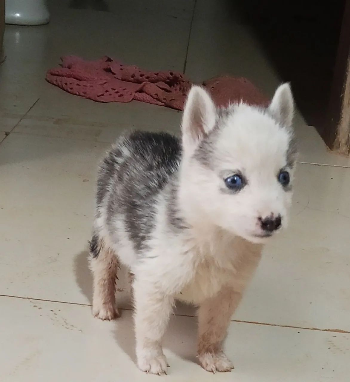 Husky Siberiano  - Foto 2