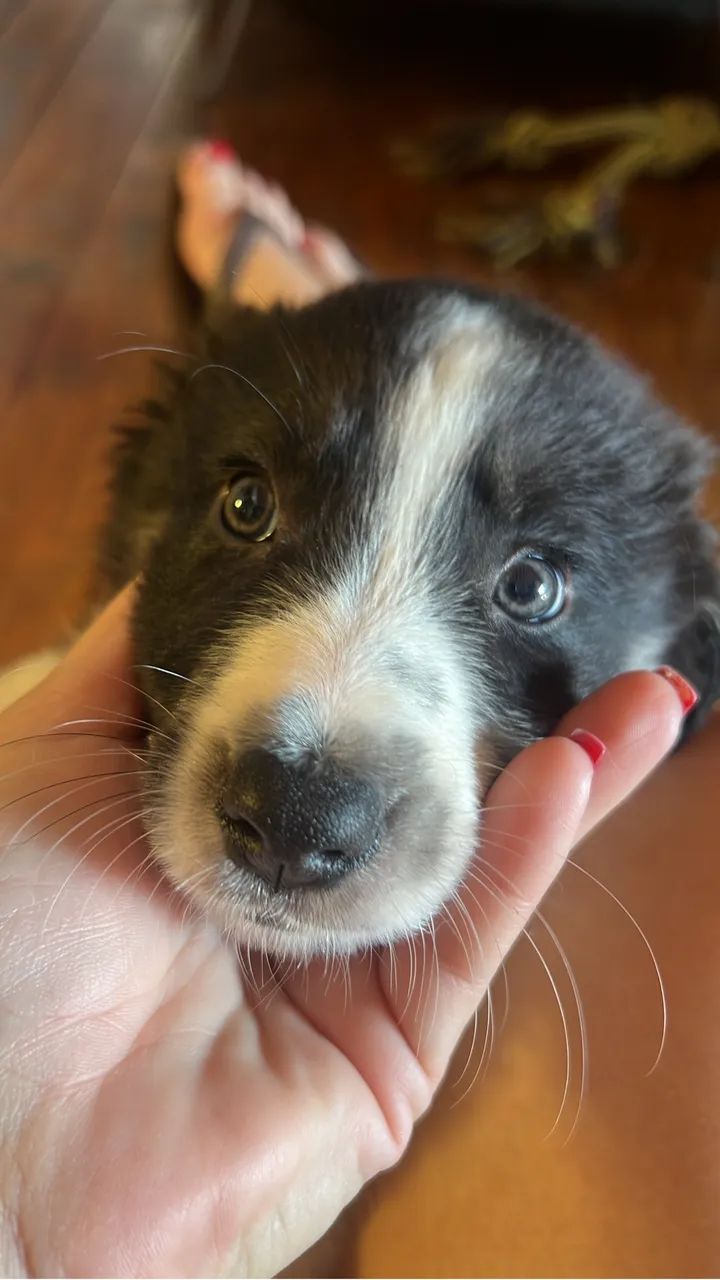 Filhotes Boder Collie