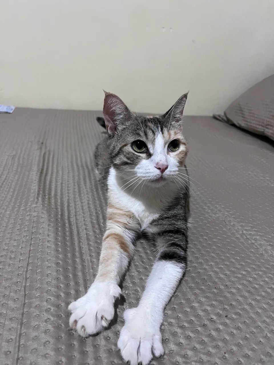 Gatinha  - Foto 3