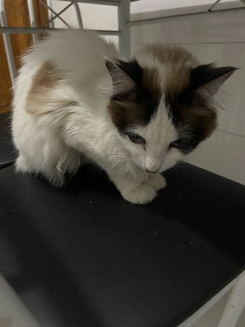 Gata resgatada - Foto 4