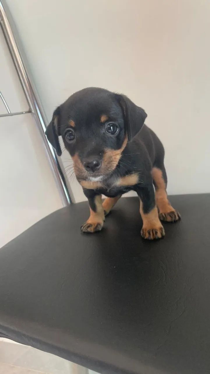 Cachorro  - Foto 3
