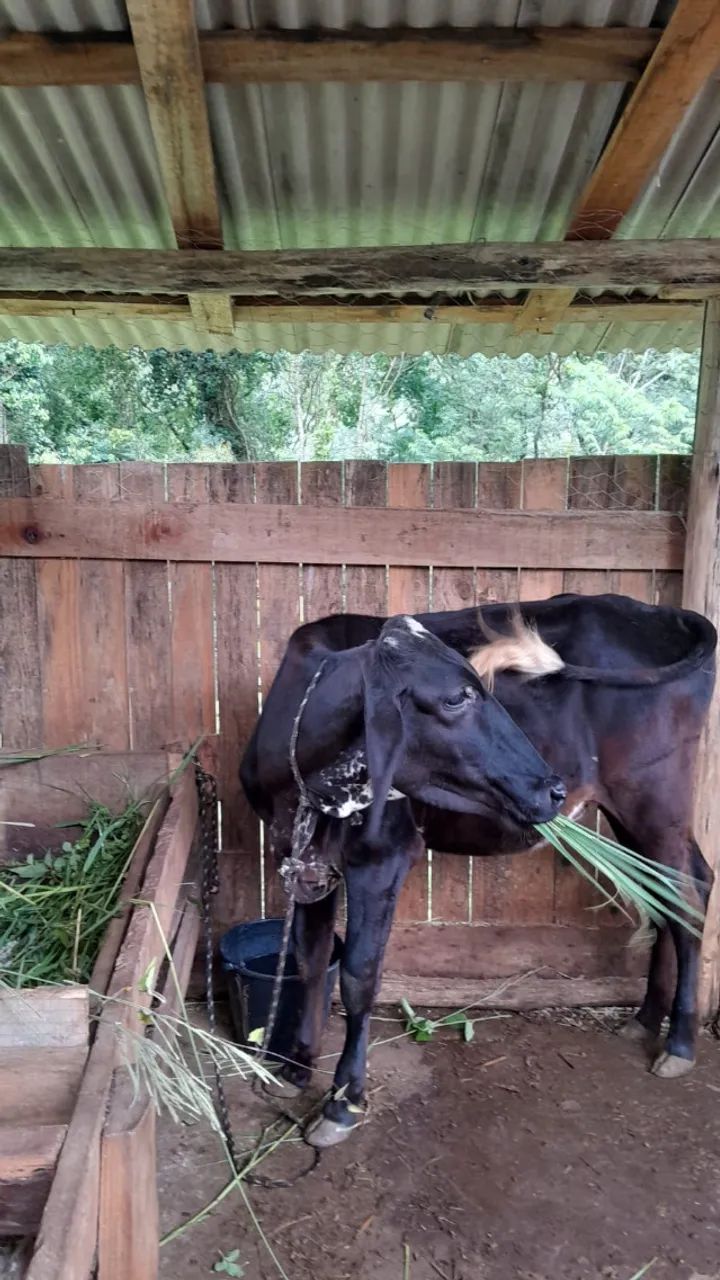 vaca mansa