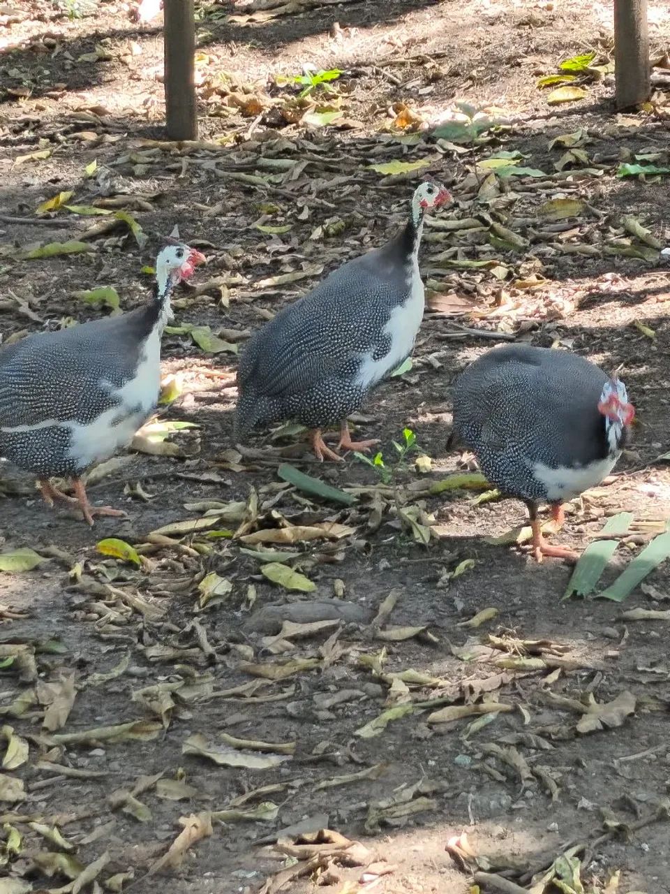 Galinhas dangola