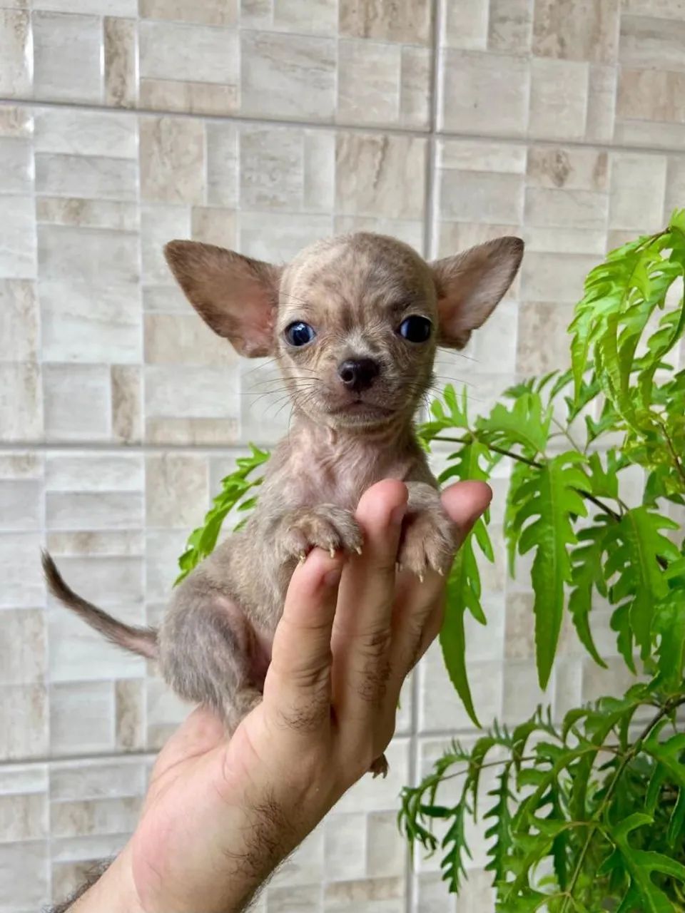 Chihuahua Macho  - Foto 5