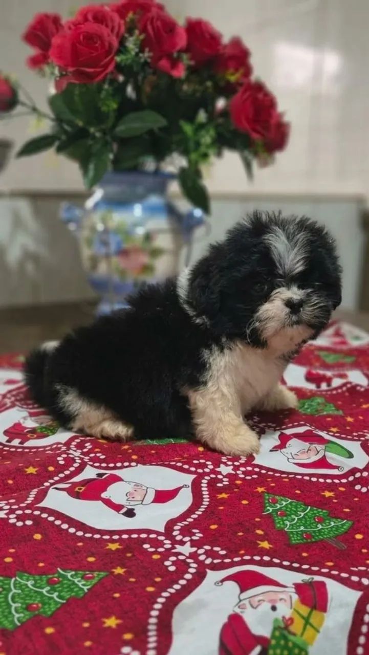 Lindos Filhotes de Shih Tzu - Foto 2