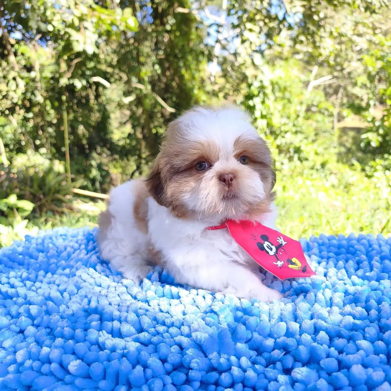 Shih tzu 