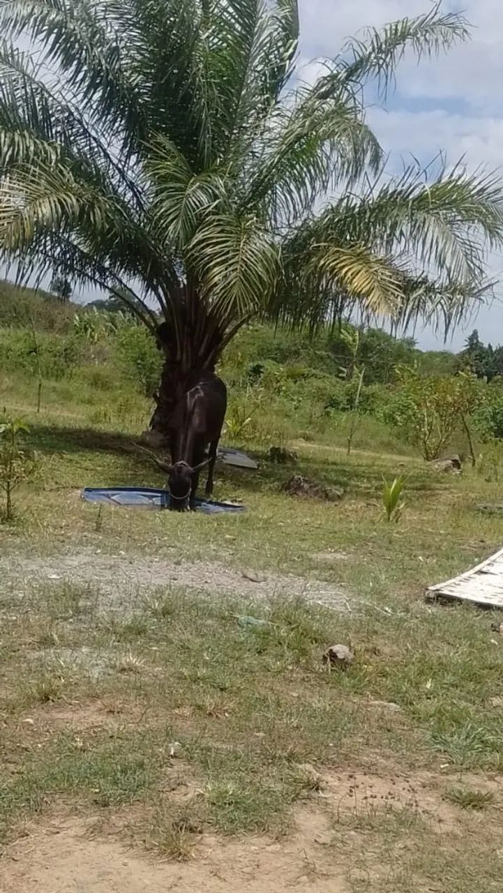 Vendo bezerra 