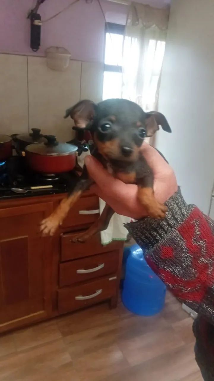 Vendo pinscher  - Foto 3