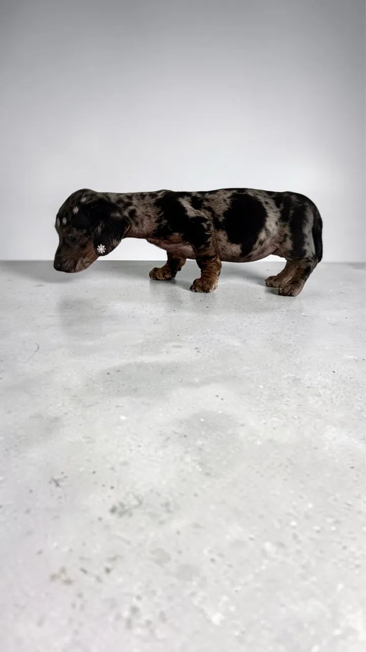 Fêmea de Daschund mini - Foto 2