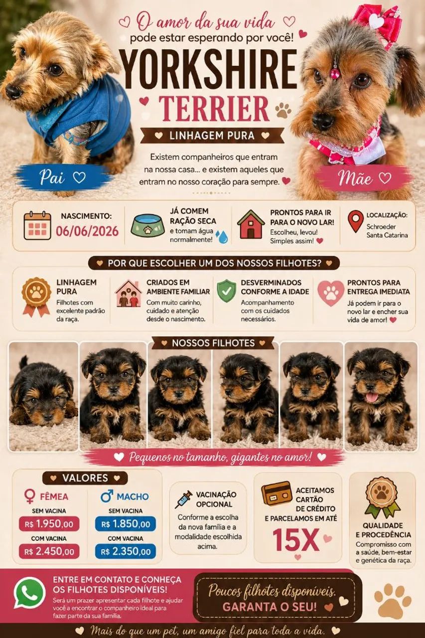 Yorkshire Terrier Filhote  - Foto 3