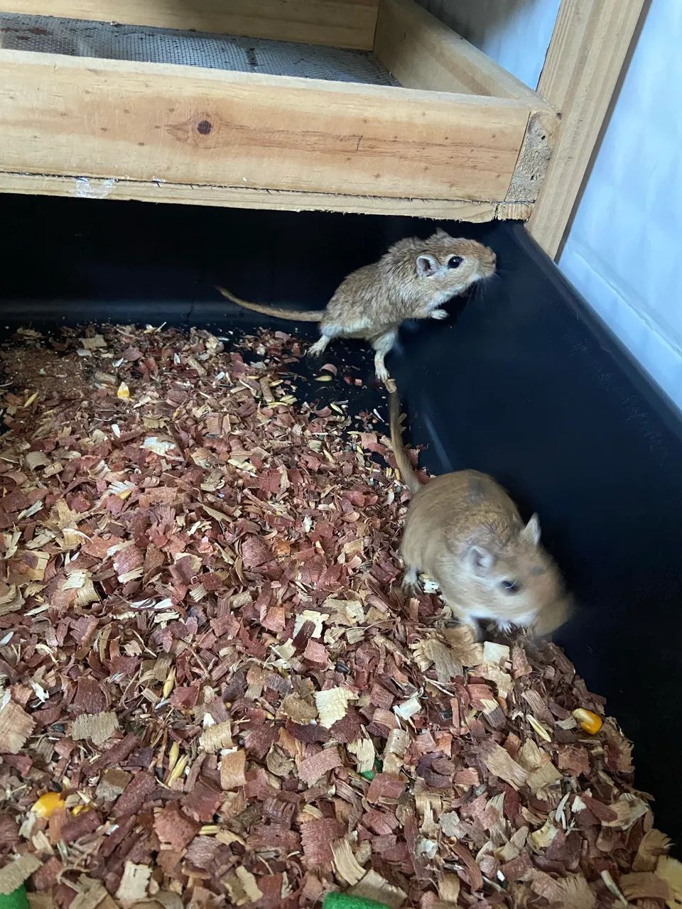 Casal de esquilo da Mongólia  - Foto 3