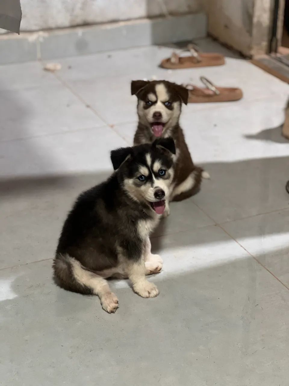 Husky siberiano  - Foto 3