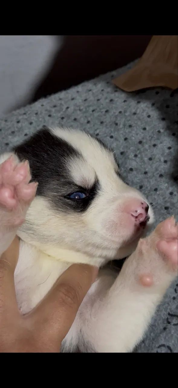 Husky siberiano 