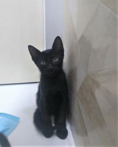 Gatinhos machos de 2 meses para adoção - Foto 2