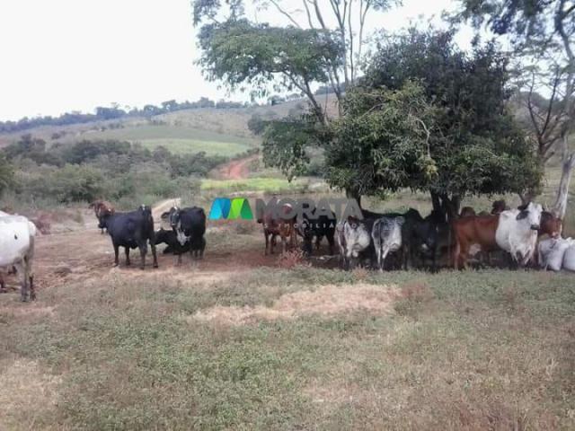 Fazenda - 59 hectares - bonfim (mg) - Foto 18