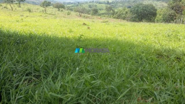 Fazenda à venda - 163 hectares - paraopeba (mg) - Foto 4