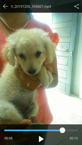 Poodles filhotes - Foto 4