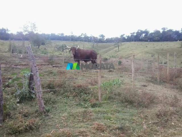 Fazenda - 59 hectares - bonfim (mg) - Foto 7