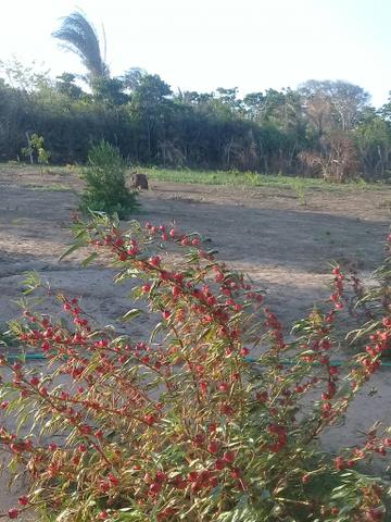 Terreno de tajaçuaba - Foto 5