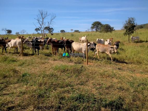 FAZENDA À VENDA - 300 HECTARES - PITANGUI (MG) - Foto 10