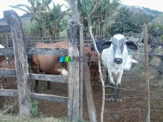 Fazenda - 59 hectares - bonfim (mg) - Foto 13
