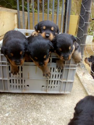 Cachorro rotivalle apurado - Foto 4