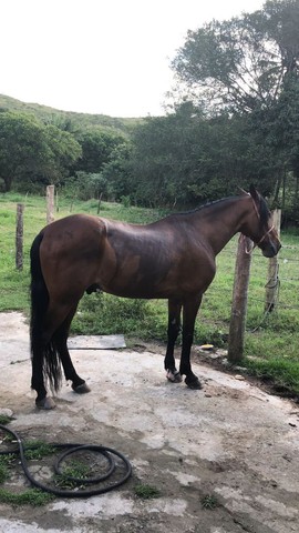 Cavalo MM Castrado de Picado 