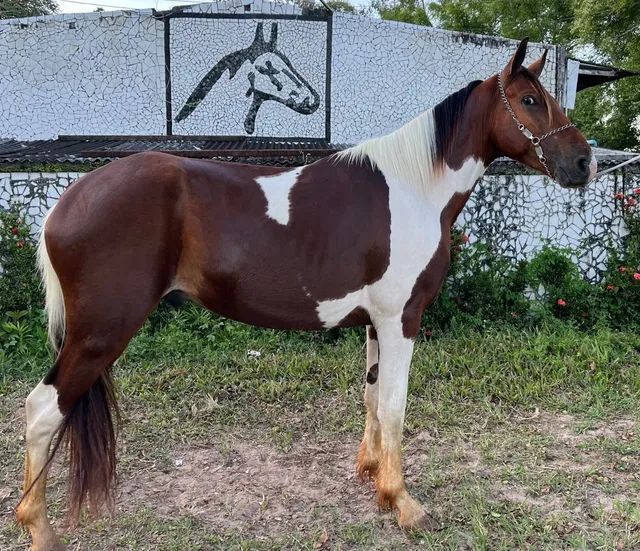 Cavalo alazão tostado de marcha picada - Cavalos e acessórios