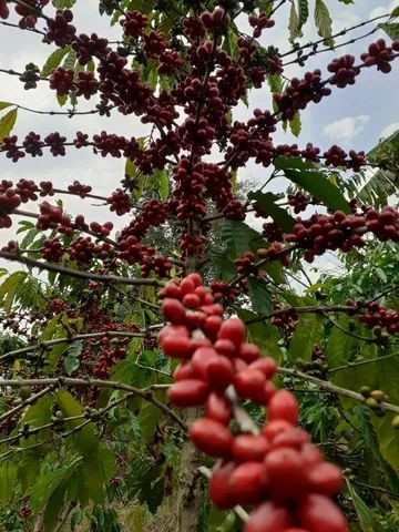 Cafe Conilon/Robusta 16 Up em Florianópolis SC à venda. Compre 415856