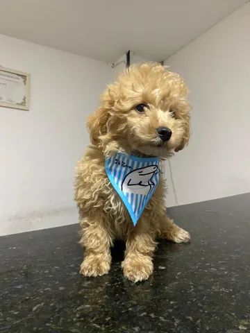 Poodle filhotes de 45 / 60 dias, a pronta entrega  filhotes 