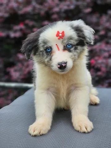 Border Collie - Pet Shop Da Madre Londrina