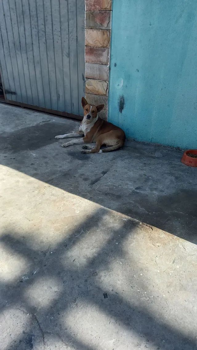 Foi abandonado e precisa de um lar .