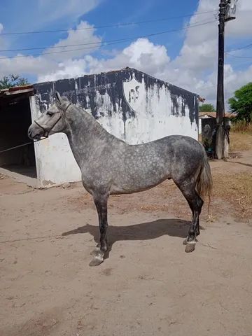 Cavalo mangalarga