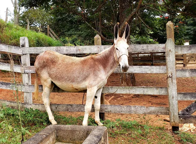 Cavalo alazão tostado de marcha picada - Cavalos e acessórios