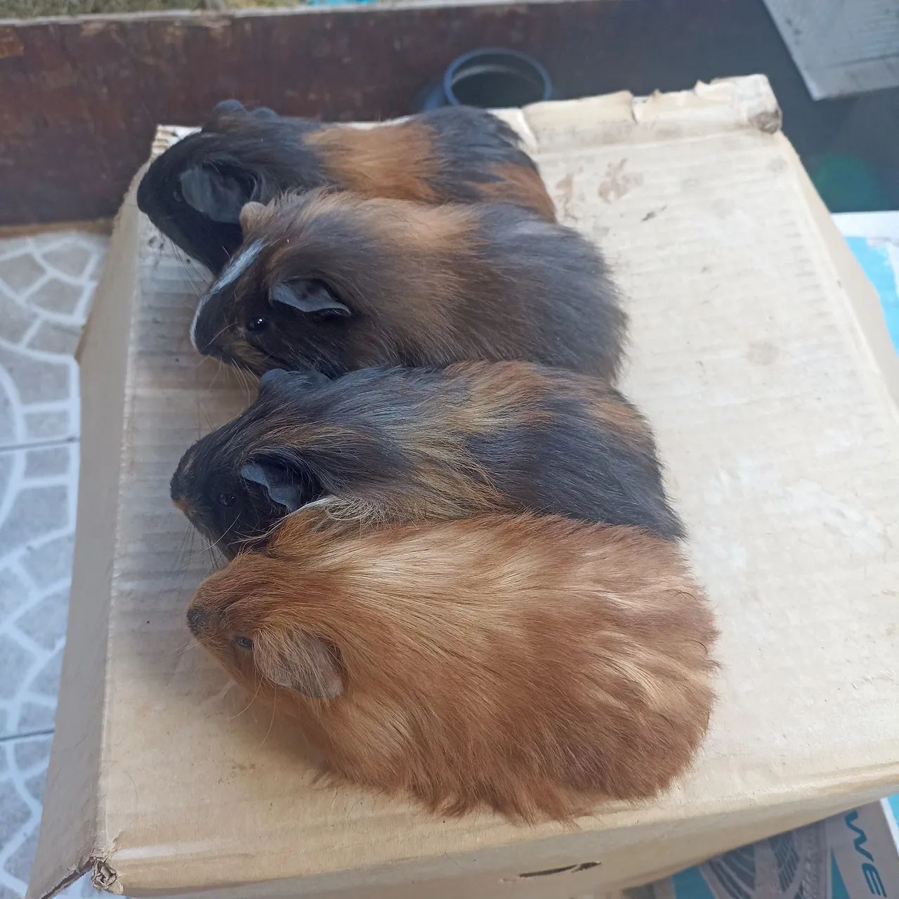 Porquinhos da índia (Ler anúncio). - Foto 2