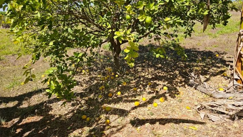 Lote(chácara)  condomínio fechado - Santa Maria-DF - Foto 7