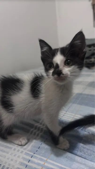 Filhotes Doacao  - Foto 6