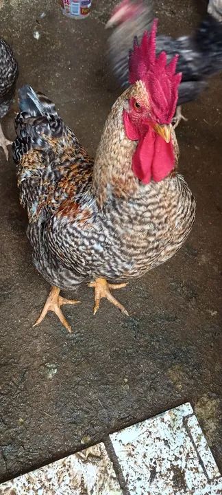 Vendo galo e duas galinhas caipira  - Foto 3