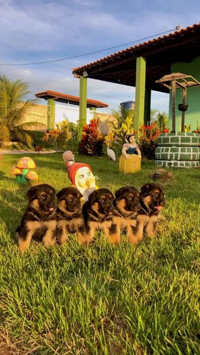 Filhotes de Pastor Alemão