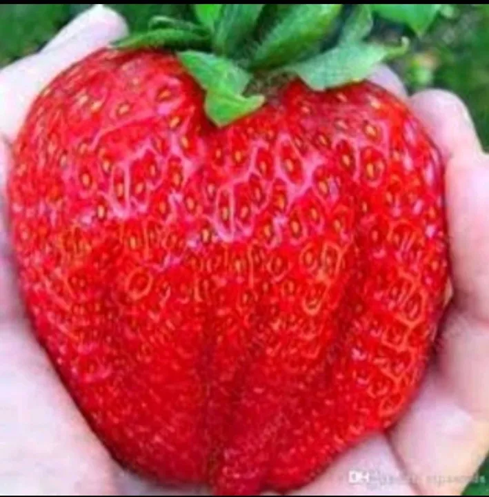 100 sementes de morango gigante