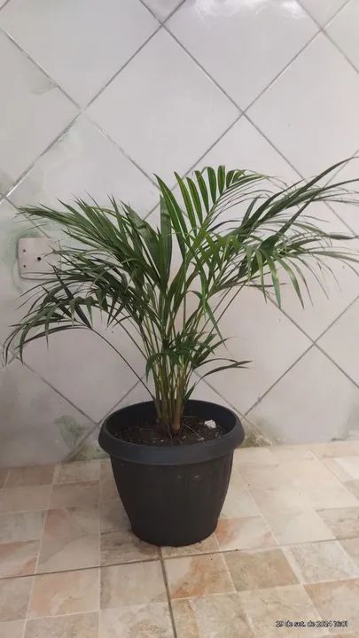 Plantas no Vaso