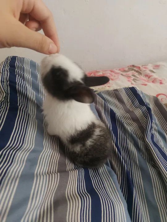 Escolha seu coelhinho -Mini - Foto 2