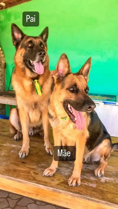 Filhotes de Pastor Alemão - Foto 3