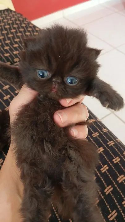 Gatinhos persa/persa do Himalaya - Foto 6