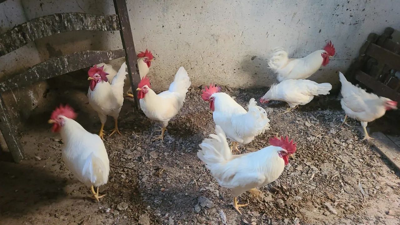 Frango Caipira  - Foto 3