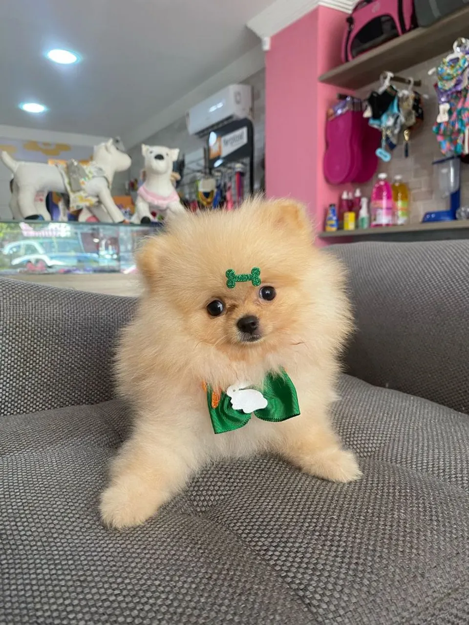 Filhote de Spitz Alemão Anão bem pequeno