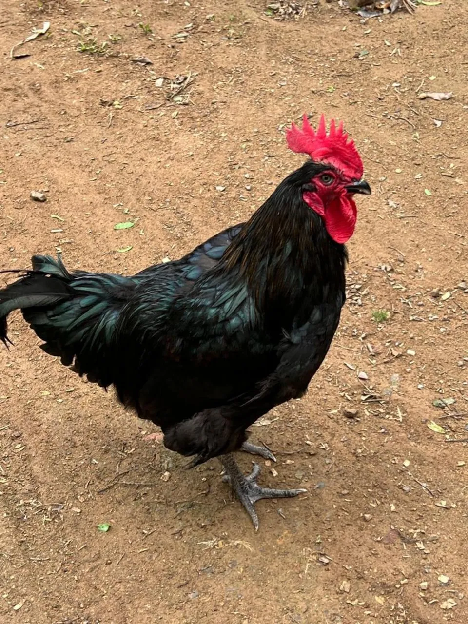 Galos