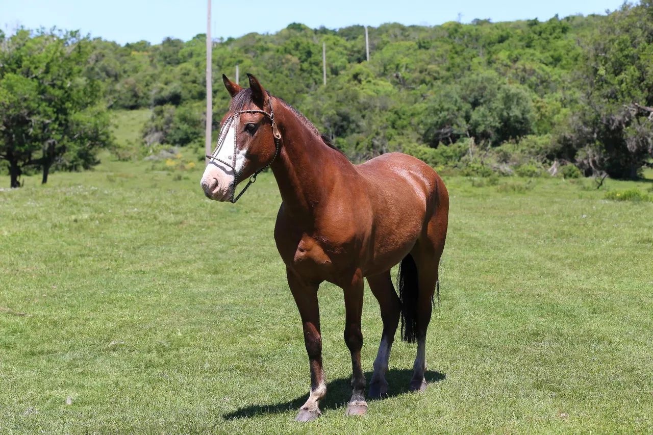Cavalo crioulo - 5 anos - Foto 4